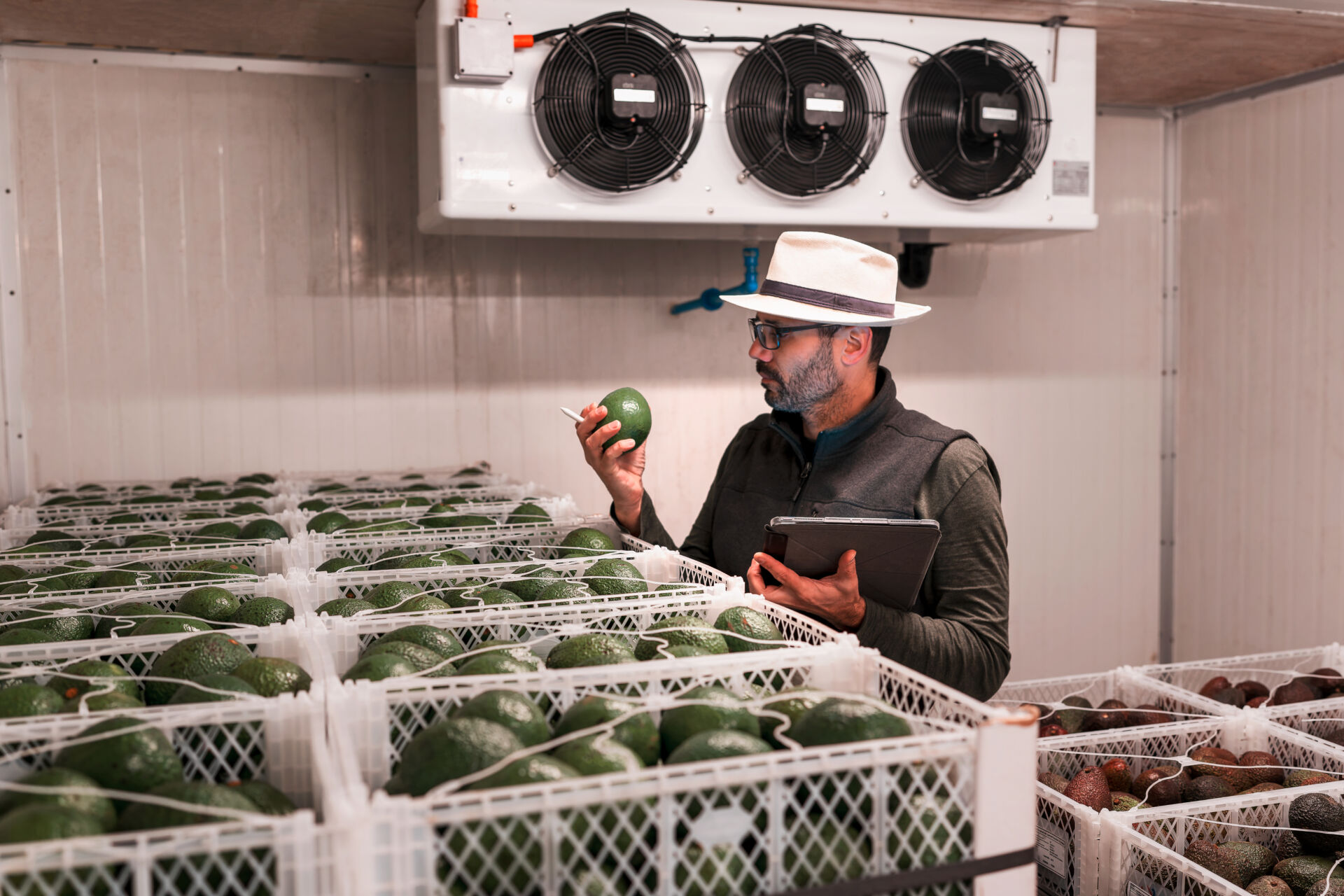 Coldcase chilled produce storage with a worker checking avocados on a tablet